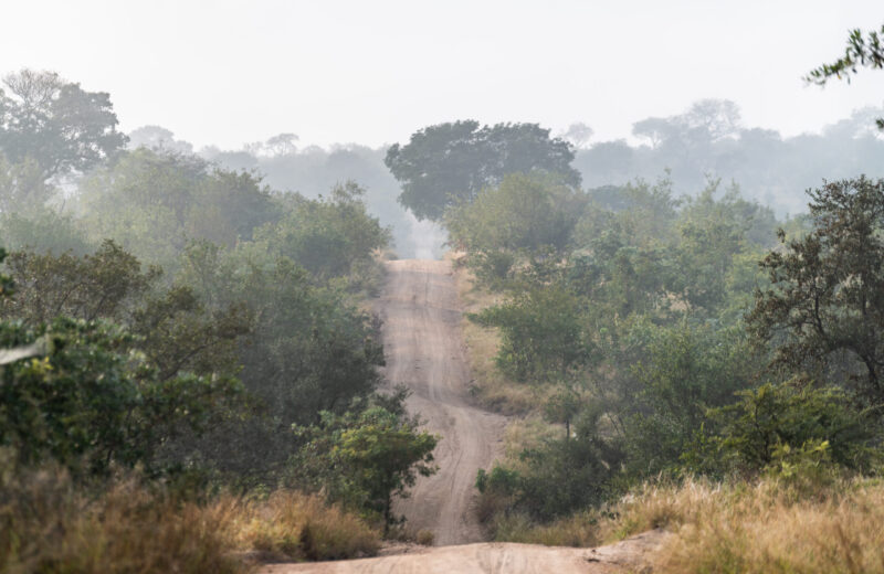 How we picked our ultra-luxury safari in South Africa. A Cheetah Plains Review.