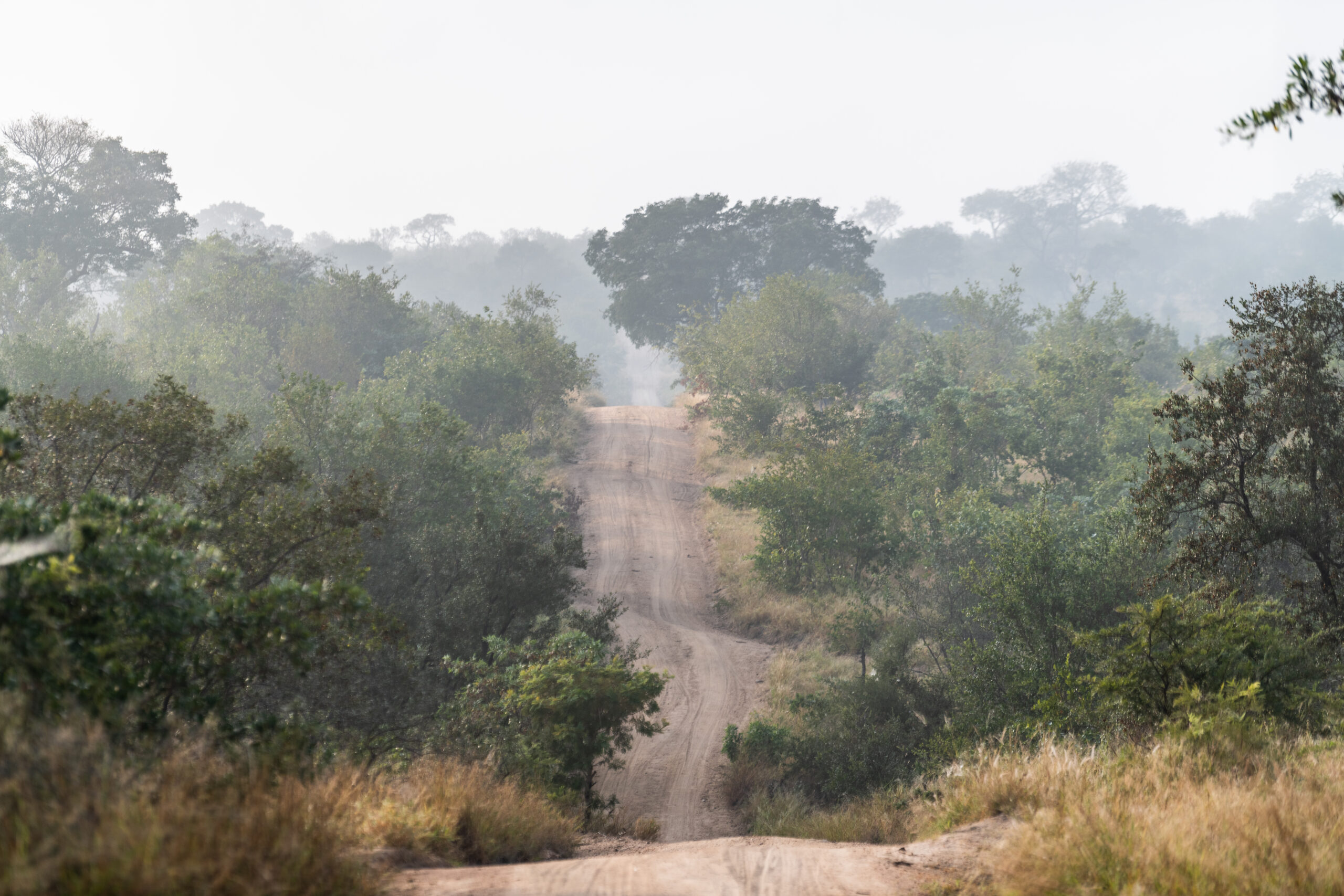 cheetah plains